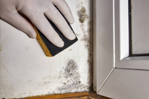 Mold Removal for HVAC Installations in Mount Hermon, CA